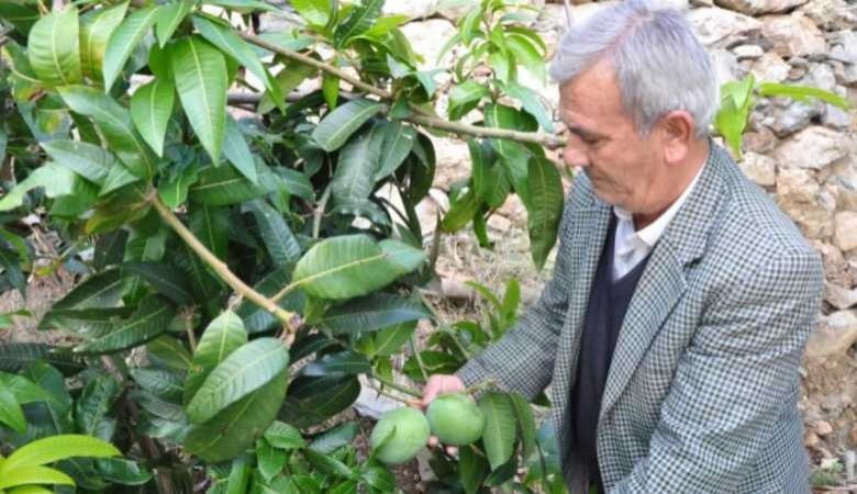 Yeni iş fikri: 12 mango agacı dikti, bu yıl 200 bin TL kazandı