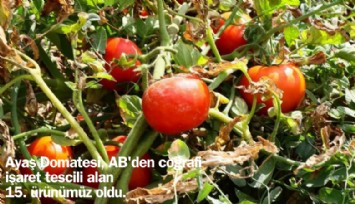 Ayaş domatesine AB tescili