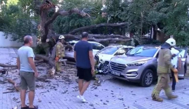Kadıköy'de 51 daireyi icralık eden ağaç: Sigortanın cinliği