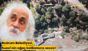 Bodrum Belediyesi, Suavi'nin ağaç katliamına sessiz!