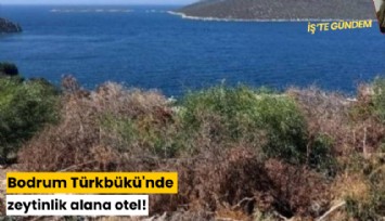 Bodrum Türkbükü'nde zeytinlik alana otel!