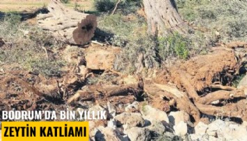 Bodrum'da bin yıllık zeytin katliamı