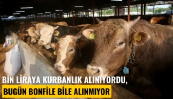 Kurbanlık fiyatı 4 yılda 12'ye katlandı: Bin liraya kurbanlık alınıyordu, bugün bonfile bile alınamıyor