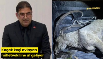 Kaçak keçi avlayan milletvekiline af geliyor