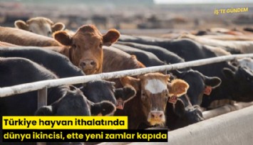 Türkiye hayvan ithalatında dünya ikincisi, ette yeni zamlar kapıda