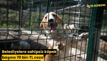 Belediyelere sahipsiz köpek başına 70 bin TL ceza