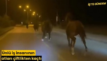 Ünlü iş insanının atları çiftlikten kaçtı