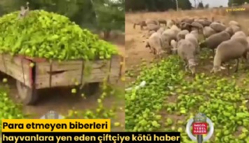 Para etmeyen biberleri hayvanlara yem eden çiftçiye kötü haber