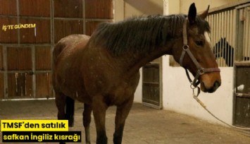 TMSF'den satılık safkan İngiliz kısrağı