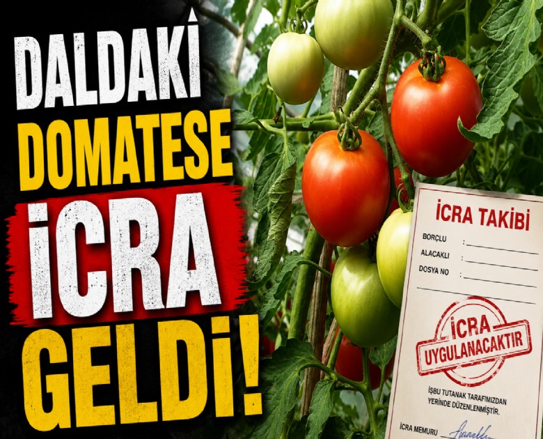 Daldaki domatese icra geldi!