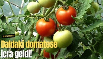 Daldaki domatese icra geldi!